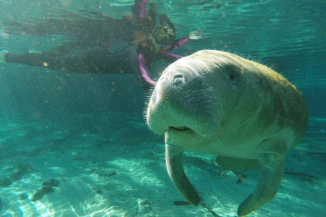 Manatee Snorkel Tour With In-Water Divemaster/Photographer - Directions