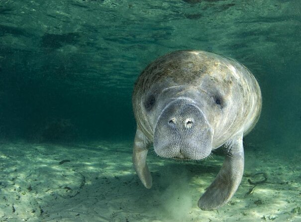 Manatee Snorkel Tour With In-Water Divemaster/Photographer - Common Questions