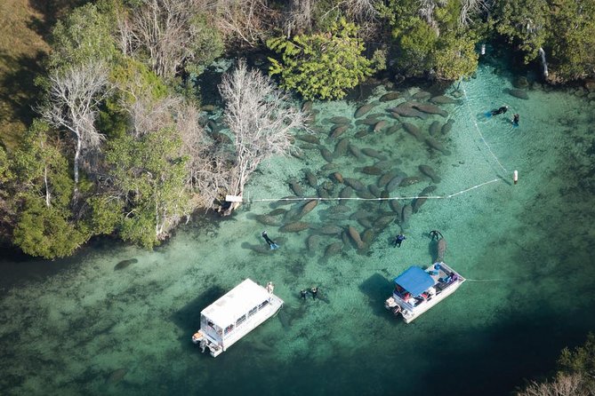 Manatee Snorkel Tour With In-Water Divemaster/Photographer - The Sum Up