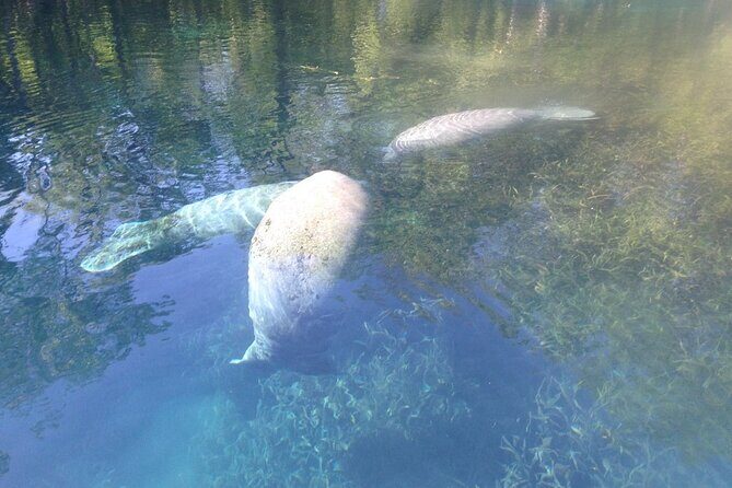 Manatee Springs Adventure Tour - The Sum Up: Who Will Love This Tour?