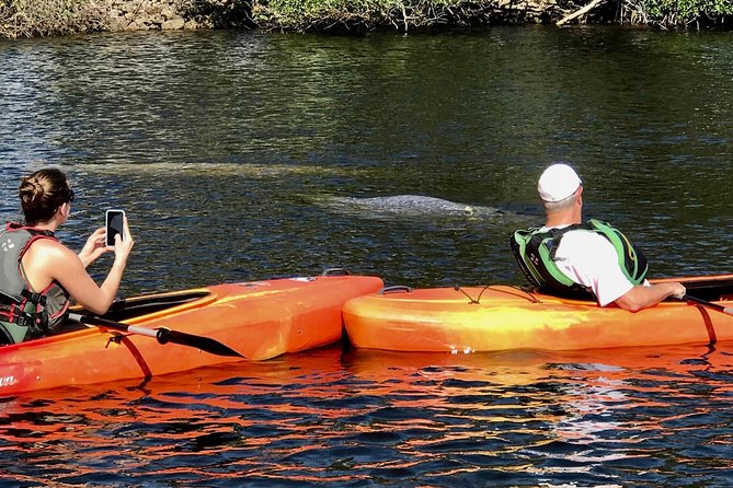 Manatees and Mangrove Tunnels Small Group Kayak Tour - Tour Overview and Activities