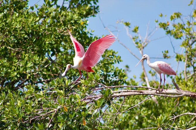 Manatees and Mangrove Tunnels Small Group Kayak Tour - Terms & Conditions