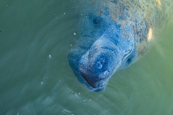 Manatees, Grasslands and Mangroves kayak Tour (Small Group Tour) - Introduction