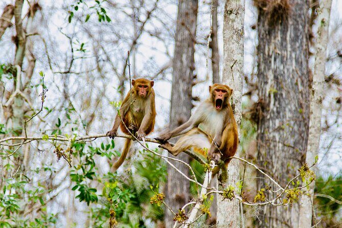 Manatees, Monkeys and Florida Natural Spring Adventure Tour - The Experience: What to Expect