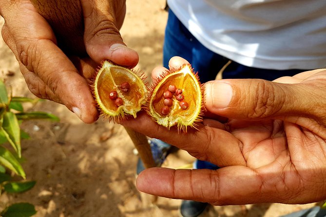 Manaus, Brazil Half-Day Amazon Rain Forest Hike - Tour Highlights