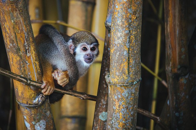 Manaus Small-Group 3-Day Jungle Tour (Feb ) - Inclusions and Logistics