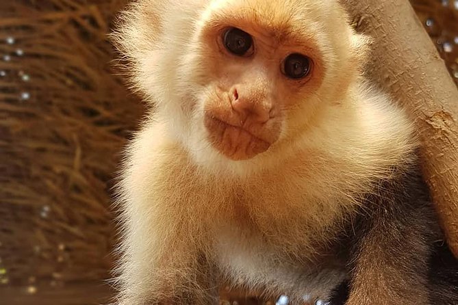 Manawakie Park Sloths & Monkey Encounter - Overview of Manawakie Eco Nature Park
