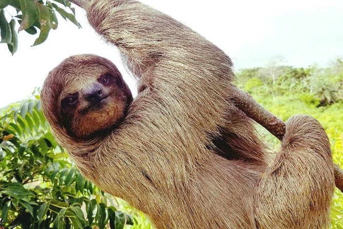 Manawakie Park Sloths & Monkey Encounter - Guided Tours and Animal Encounters