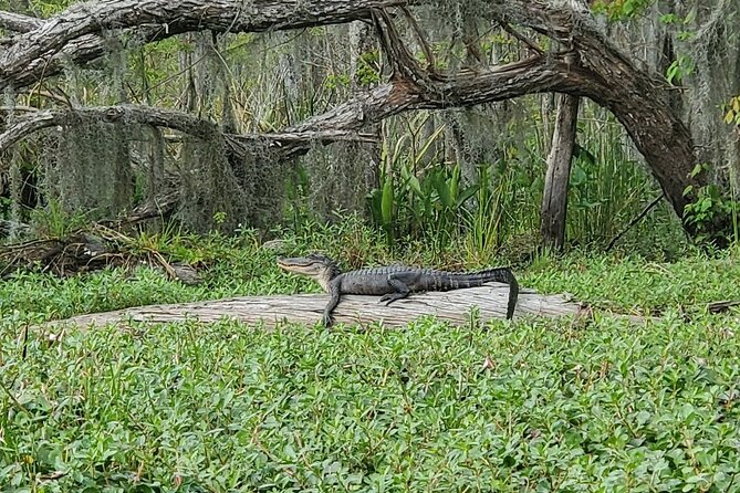 Manchac Swamp Kayak Small-Group Tour - Tour Experience and Recommendations