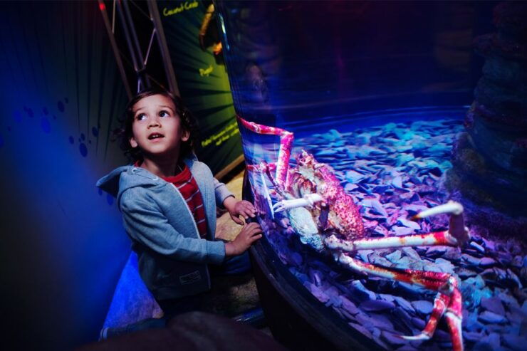 Manchester: SEA LIFE Entrance Ticket - Highlights and Experiences