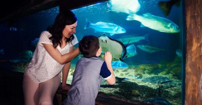Manchester: SEA LIFE Entrance Ticket - Accessibility and Facilities