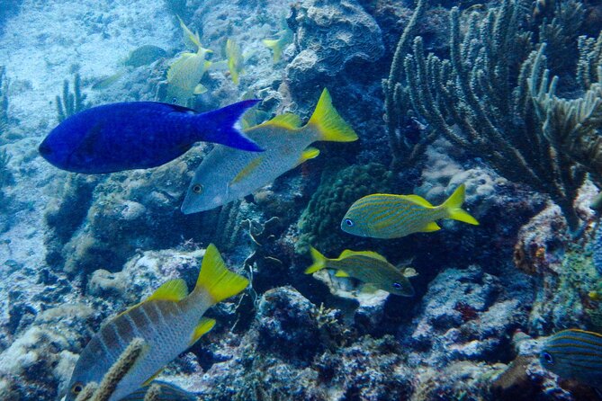Manchones Reef, MUSA Snorkeling Experience From Isla Mujeres - Whats Included
