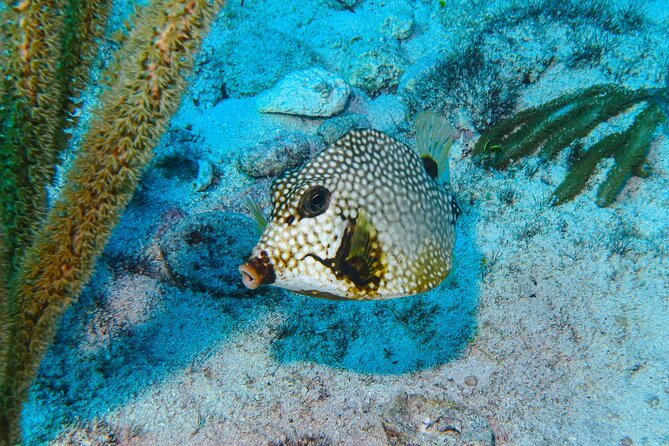 Manchones Reef, MUSA Snorkeling Experience From Isla Mujeres - Meeting and Pickup