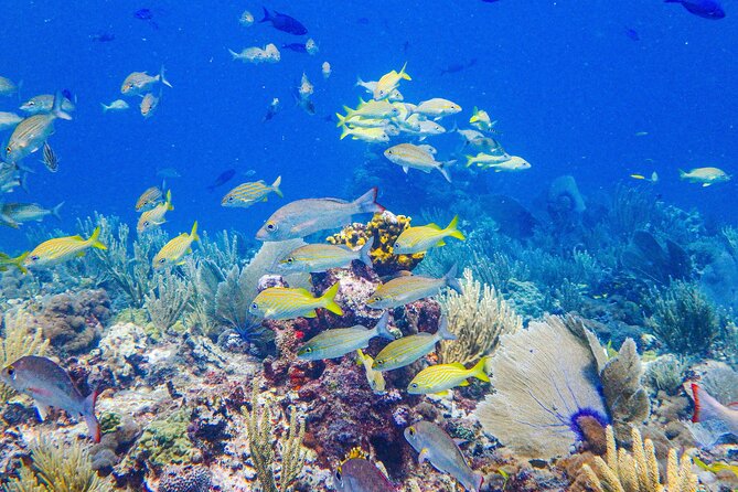 Manchones Reef, MUSA Snorkeling Experience From Isla Mujeres - What To Expect