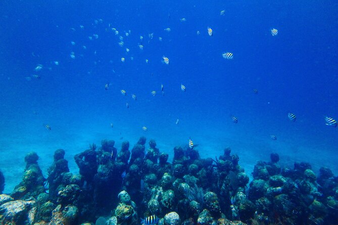 Manchones Reef, MUSA Snorkeling Experience From Isla Mujeres - Directions to Aqua Adventures Eco Divers