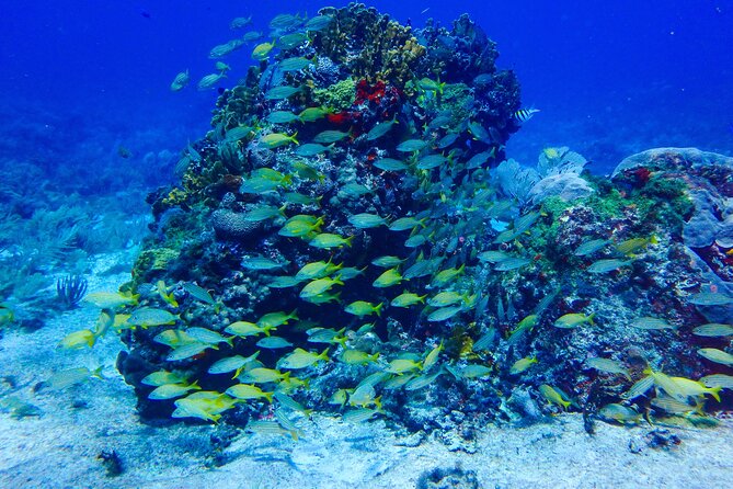 Manchones Reef, MUSA Snorkeling Experience From Isla Mujeres - Important Information