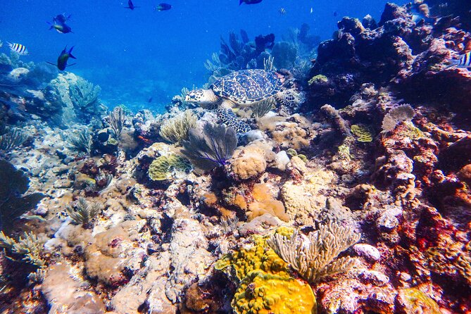 Manchones Reef, MUSA Snorkeling Experience From Isla Mujeres - Common Questions