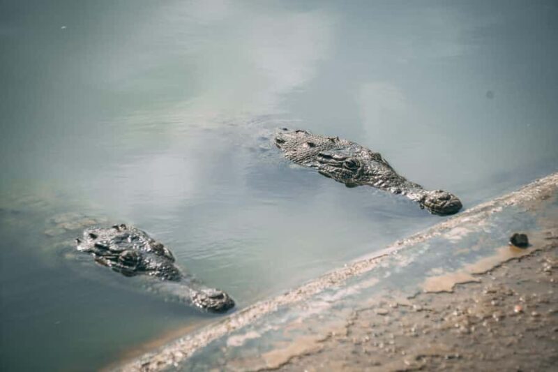 Mancora: Puerto Pizarro - Tour Mangrove Mysteries - Authentic Experiences Backed by Real Traveler Insights