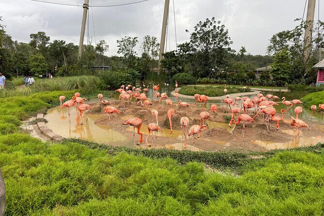 Mandai Bird Park Singapore Admission Ticket - Introduction: First Impressions of Bird Paradise  