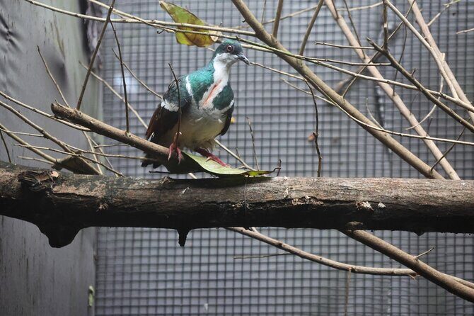 Mandai Bird Park Singapore Admission Ticket - Summary: Who Will Love This Tour?  