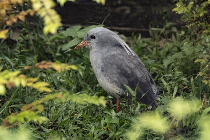 Mandai Bird Park Singapore Admission Ticket - FAQs  