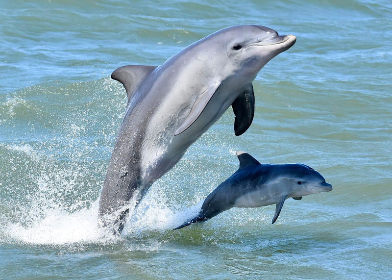 Mandurah Dolphin Cruise and Views Guided Tour - Dolphins, canals and a taste of Mandurah