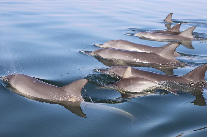 Mandurah Dolphin Cruise and Views Guided Tour - Birdlife and a quieter stretch of water