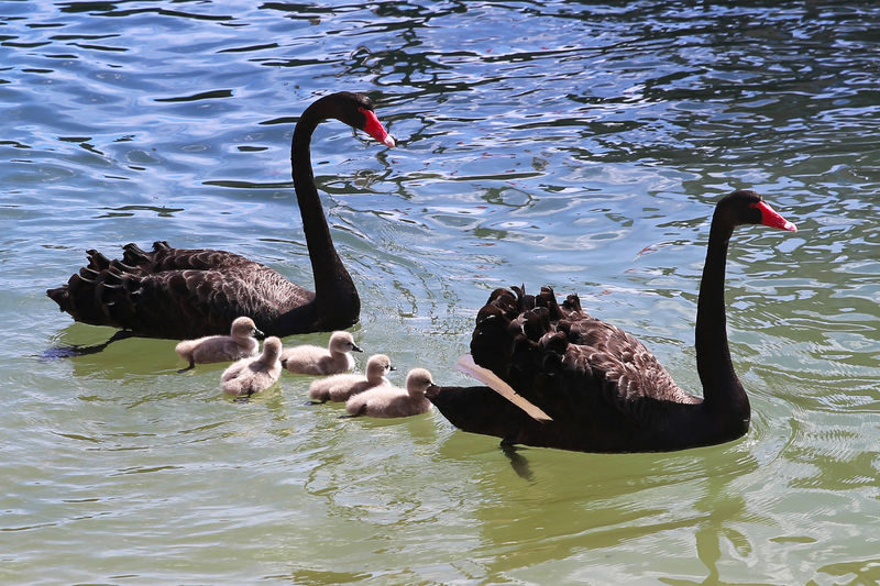 Mandurah Dolphin Cruise and Views Guided Tour - Live commentary and a child-friendly deck