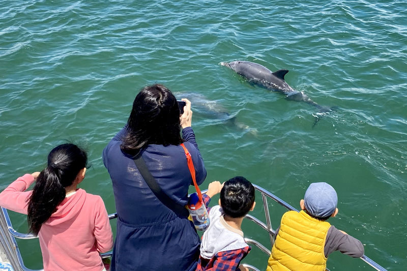 Mandurah Dolphin Cruise and Views Guided Tour - How long the cruise takes, and what the price buys