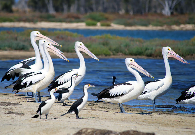 Mandurah Dolphin Cruise and Views Guided Tour - Weather, cancellations and practical limits