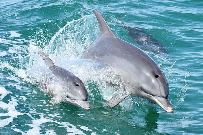Mandurah Dolphin Cruise & Views - Wildlife and Scenic Highlights