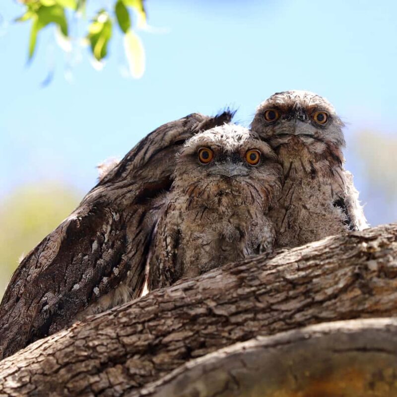 Mandurah: Murray River Lunch Cruise - Good To Know