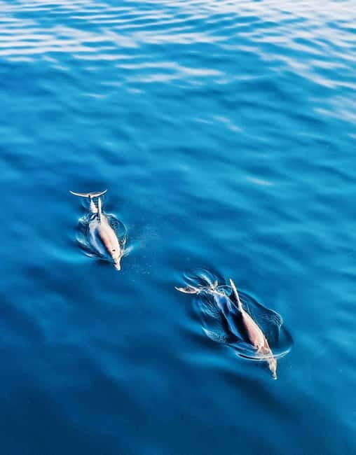 MANGO BOAT - Unlicensed boat in Puerto Banús - FAQ