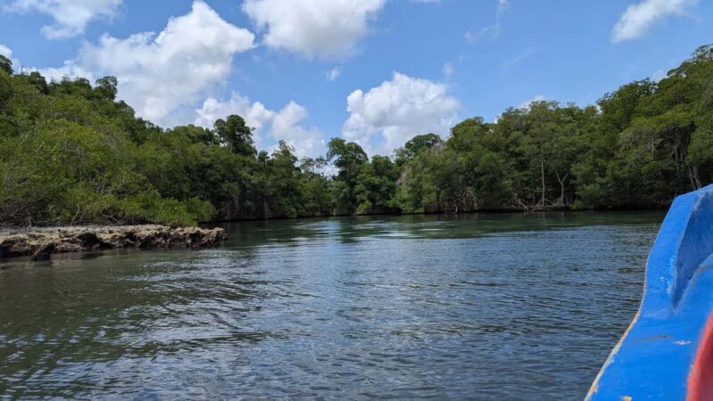 Mangove boat tour - Rio San Juan Guided 4-6 hour tour - The Experience: What You Can Expect
