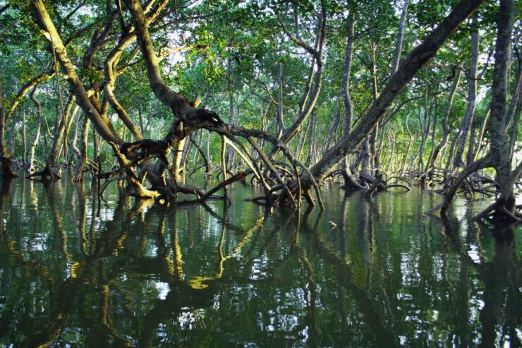 Mangrove Adventure in Bentota - Overview of Mangrove Adventure