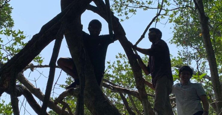Mangrove Adventure in Bentota - Booking Details and Options