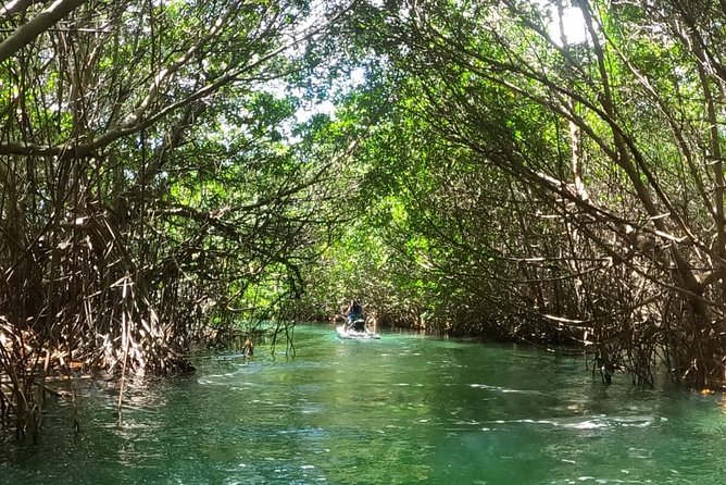 Mangrove and Lagoon Speed Boat Tour - Additional Information