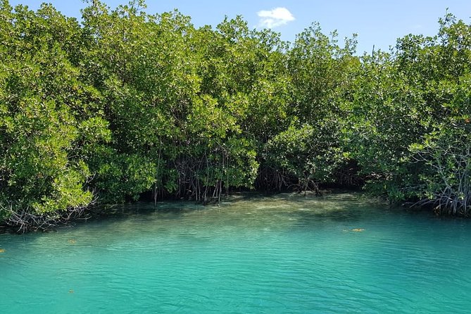 Mangrove and Lagoon Speed Boat Tour - Common Questions