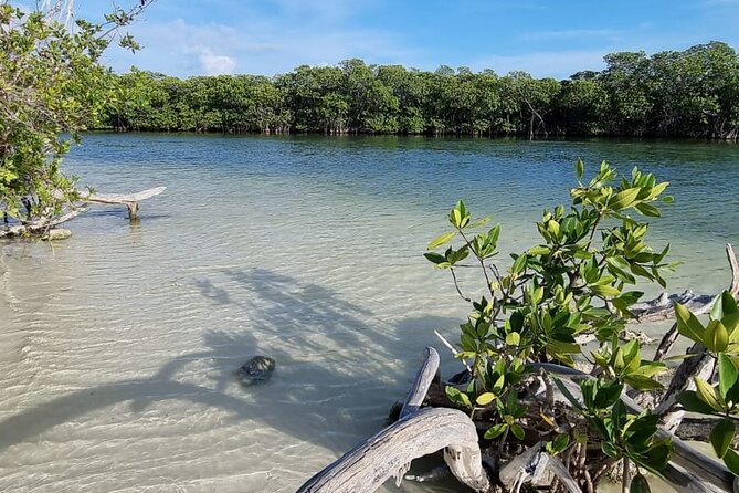Mangrove and Lagoon Speed Boat Tour - The Sum Up