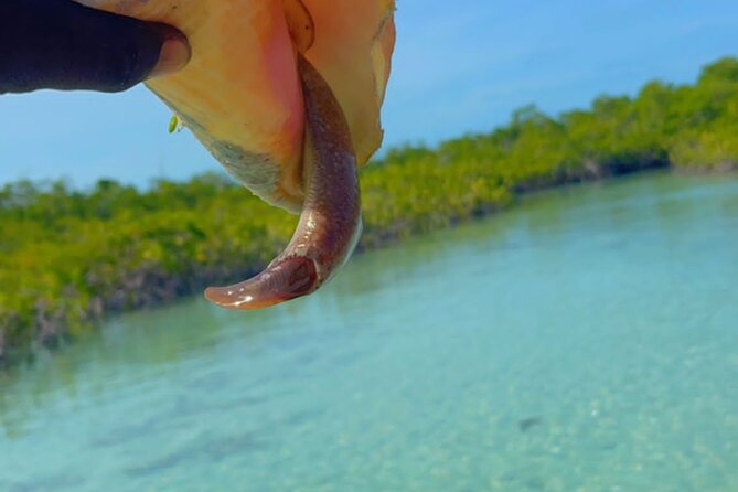 Mangrove Cay And Iguana Island Venture In Turks And Caicos Island - Traveler Experience
