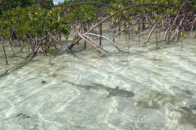 Mangrove Clear Kayak Tour - Variety of Marine Life