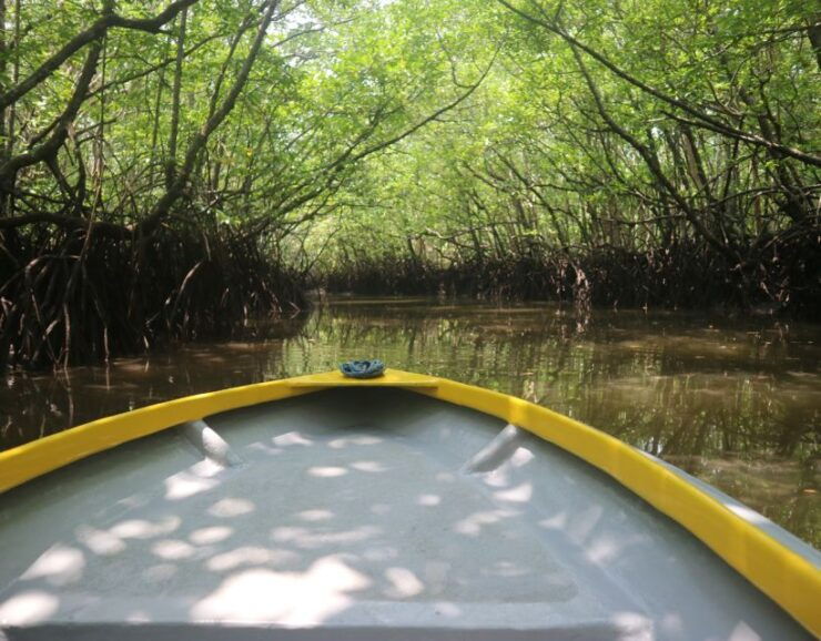 Mangrove Day Tour - Bintan - Wildlife Highlights on Sebung River