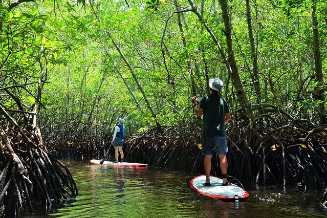 Mangrove Forest by Boat, Kayaking, Stand Up Paddle at Lembongan - Authentic Experiences Highlighted by Reviews  