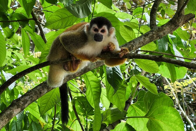 Mangrove Forest Kayak Exploration - Tour Highlights