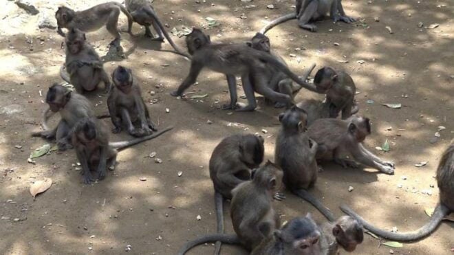 Mangrove Forest& Monkey Island FULL DAY TRIP - Ecological Significance