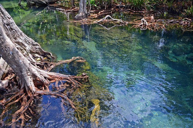 Mangrove Forest Tour In Langkawi - Booking Information