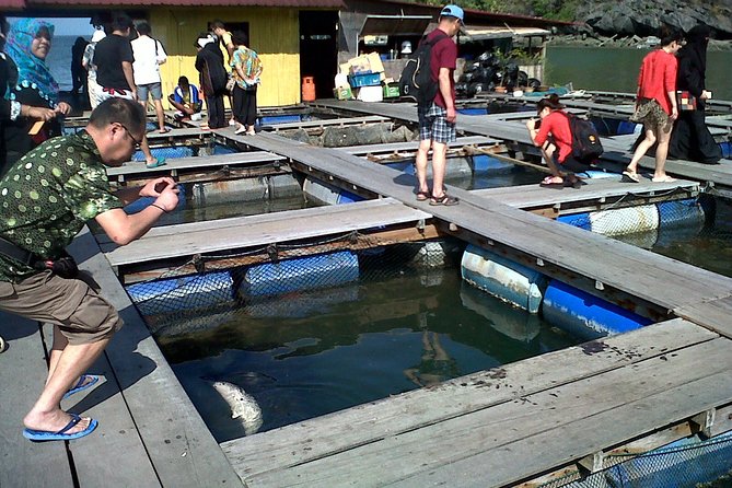 Mangrove Forest Tour In Langkawi - Schedule