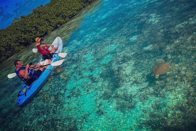 Mangrove & Iguana Tour - Meeting Details