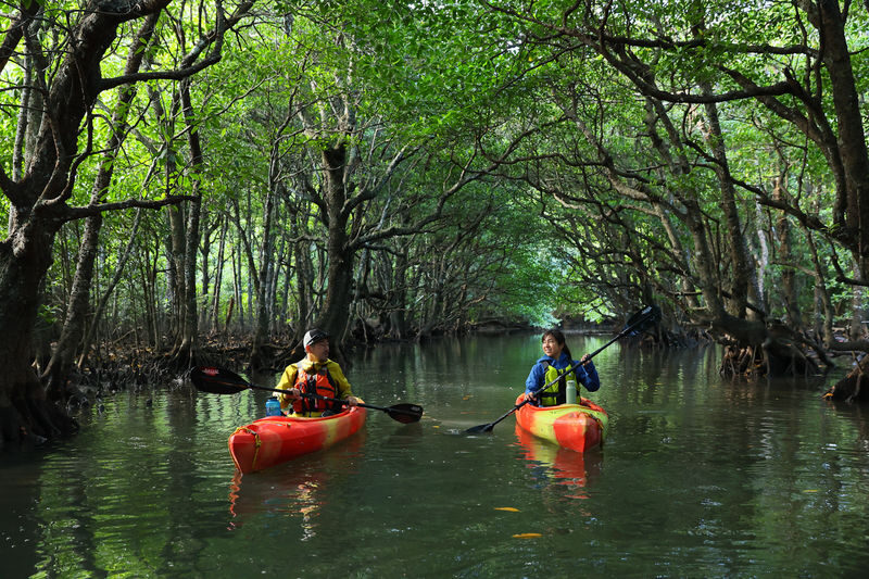 Mangrove Kayak and Waterfall Trek with Outdoor Lunch in Iriomote - Kayak a quiet mangrove channel