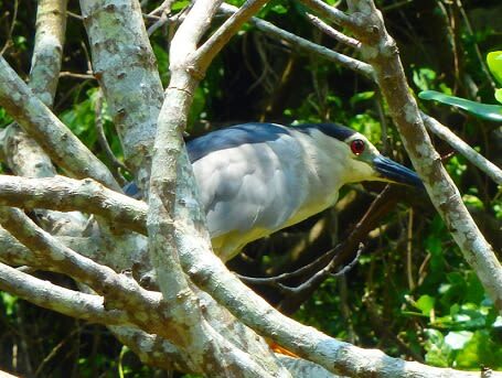 Mangrove Kayak Tour in Okinawa - A short paddle into Okinawa’s mangroves